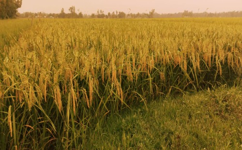 পরশুরামে বোরো ইরি ধানের বাম্পার ফলন