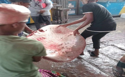 নোয়াখালীতে ১১৩ কেজির শাপলাপাতা মাছ জব্দ