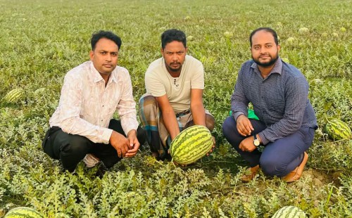 সোনাগাজীতে তরমুজ চাষে নতুন দিগন্ত   ১১শত হেক্টর জমিতে ১২১ কোটি টাকার তরমুজ উৎপাদনের সম্ভাবনা