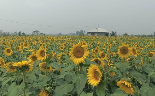 মিরসররাইয়ে মাঠজুড়ে সূর্যের রঙ  বদলে যাচ্ছে কৃষকের ভাগ্য