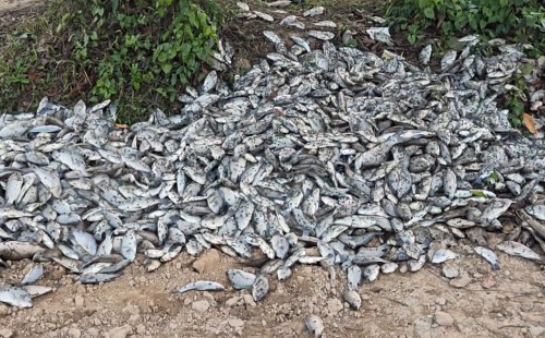 পরশুরামে বিষ প্রয়োগে মাছ নিধন!