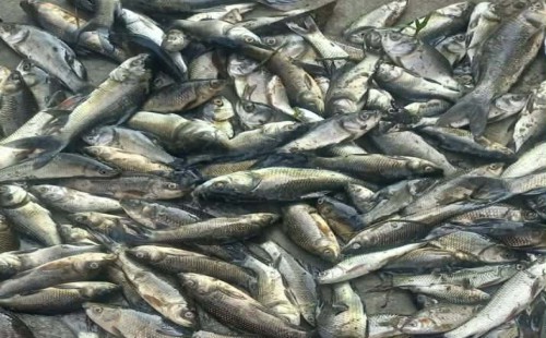 সোনাগাজীতে ছাত্রদল নেতার মৎস্য খামারে বিষ ঢেলে মাছ নিধন