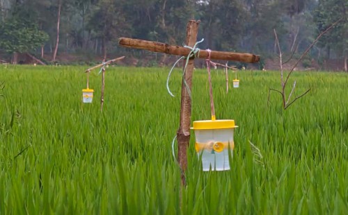 পরশুরামে জনপ্রিয় হচ্ছে ফেরোমন ফাঁদ   কীটনাশকমুক্ত নিরাপদ ফসল উৎপাদনে বিপ্লব
