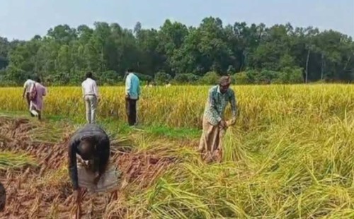 ফেনীতে লেবার সংকট  ১ মন ধানের দামেও মিলছে না শ্রমিক