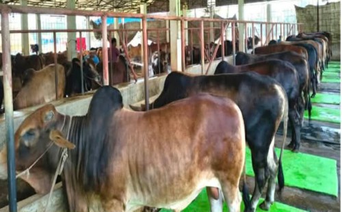 কোরবানির পশু উদ্বৃত্ত   বাজার নিয়ে দুশ্চিন্তায় নোয়াখালীর খামারিরা
