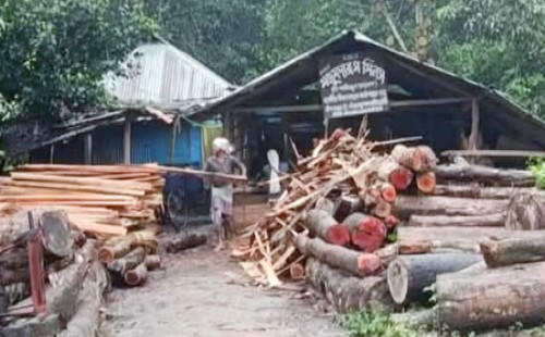 ছাগলনাইয়ায় লাইসেন্স ছাড়াই করাতকলের দৌরাত্ম্য