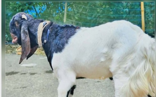 দাগনভূঞায় কোরবানির হাটে চমক ‘তোতাপুরি’ খাসি