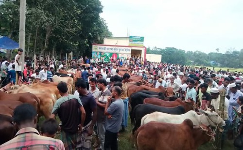 সোনাগাজীতে জমে উঠেছে কোরবানির পশুর হাট