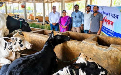 কোম্পানীগঞ্জে চাহিদার চেয়েও বেশি পশু প্রস্তুত