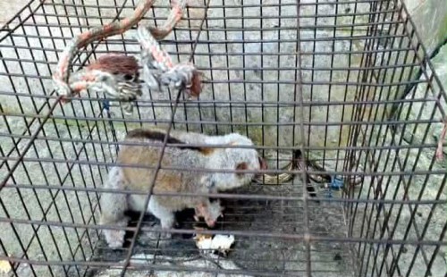 চৌদ্দগ্রামে বিরল প্রজাতীর লজ্জাবতি বানর উদ্ধার