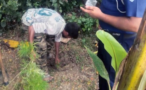 চৌদ্দগ্রামে গাঁজা গাছ উদ্ধার করেছে পুলিশ