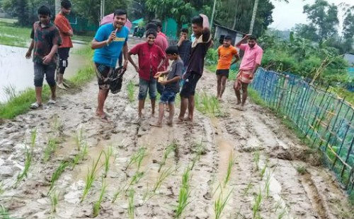 পরশুরামে সড়কে ধান লাগিয়ে এলাকাবাসীর ক্ষোভ প্রকাশ